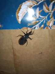 Triatoma patagonica