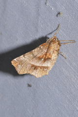Selenia dentaria