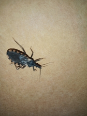 Triatoma patagonica