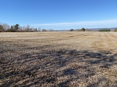 Physcomitrium immersum