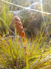 Nevillea obtusissima