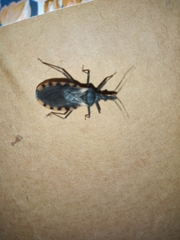 Triatoma patagonica
