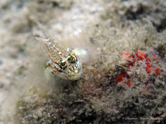 Coryphopterus dicrus