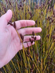 Nevillea obtusissima