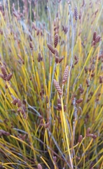 Nevillea obtusissima