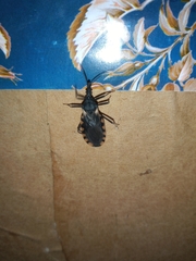Triatoma patagonica