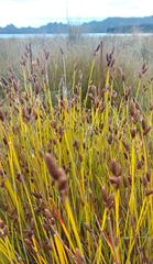 Nevillea obtusissima