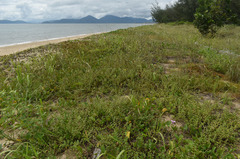 Spermacoce latifolia