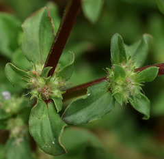 Spermacoce latifolia