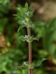 Spermacoce latifolia