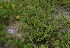 Spermacoce latifolia