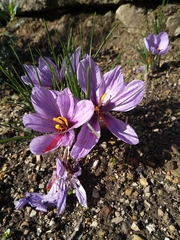 Crocus sativus
