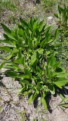 Rudbeckia texana