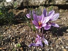 Crocus sativus