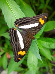 Adelpha naxia