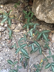 Desmodium batocaulon