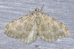 Coenotephria ablutaria