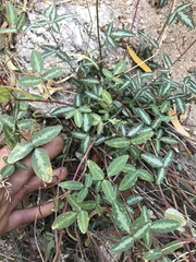 Desmodium batocaulon