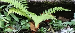 Dryopteris