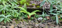 Dryopteris