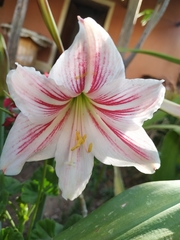 Hippeastrum vittatum