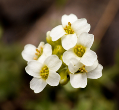 Draba gilliesii