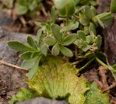 Draba gilliesii