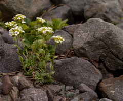 Draba gilliesii