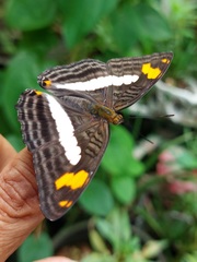 Adelpha naxia