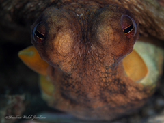Octopus americanus