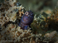 Emblemaria pandionis