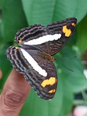 Adelpha naxia