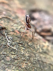 Microlinyphia pusilla