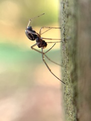 Microlinyphia pusilla