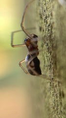 Microlinyphia pusilla