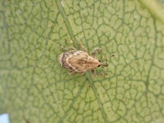 Aneuma compta