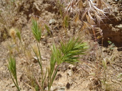 Bromus madritensis