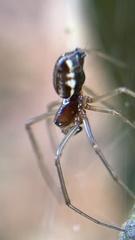 Microlinyphia pusilla