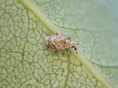 Aneuma compta