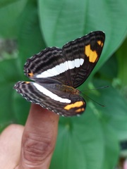 Adelpha naxia