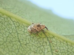 Aneuma compta