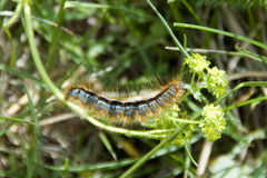 Malacosoma alpicolum