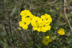 Erysimum rhaeticum