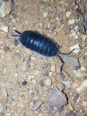 Porcellio hoffmannseggii