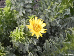 Haplopappus foliosus