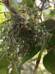 Ramalina leptocarpha