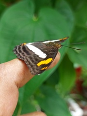 Adelpha naxia