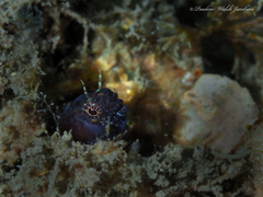 Emblemaria pandionis