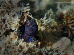 Emblemaria pandionis