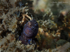 Emblemaria pandionis